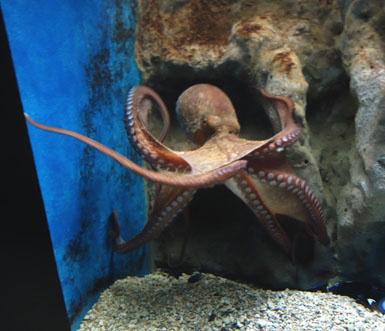 aquarium de gournes une pieuvre